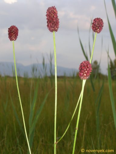 Image of plant Sanguisorba officinalis