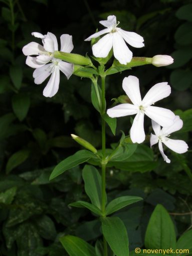 Image of plant Saponaria officinalis