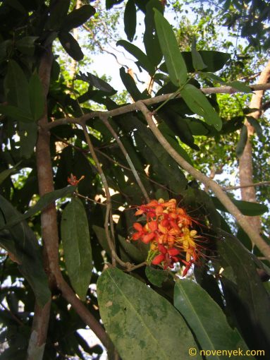 Image of plant Saraca asoca