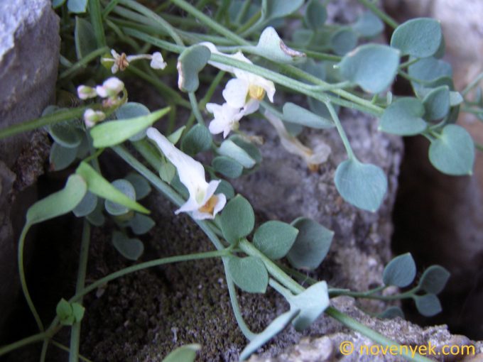 Image of plant Sarcocapnos enneaphylla