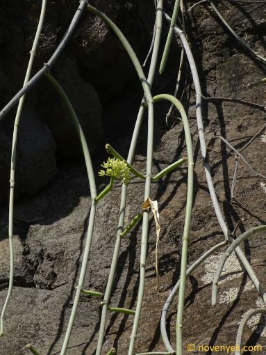 Image of plant Sarcostemma daltonii