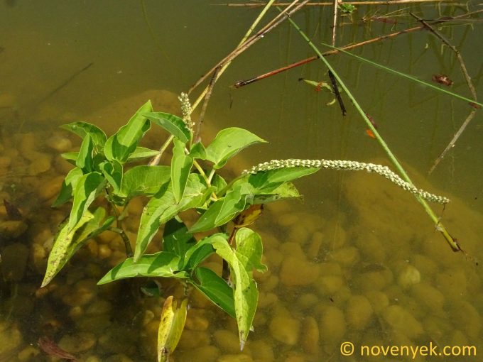 Image of plant Saururus cernuus