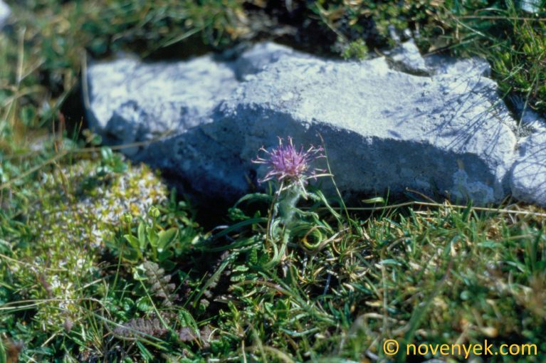 Image of plant Saussurea pygmaea