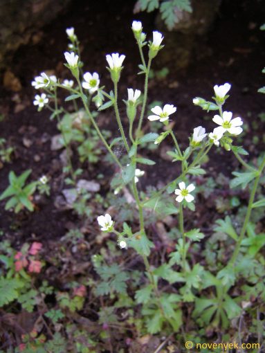 Image of plant Saxifraga adscendens