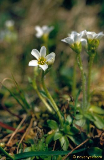 Image of plant Saxifraga androsacea