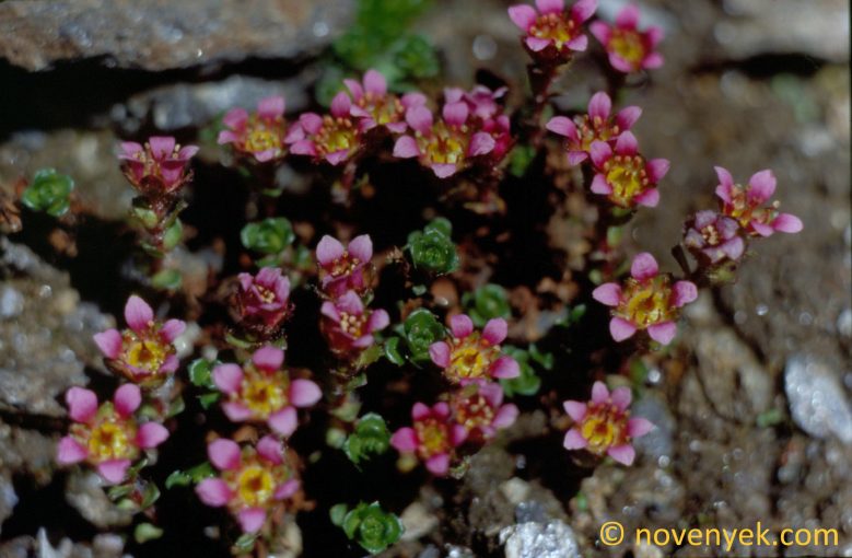 Image of plant Saxifraga biflora