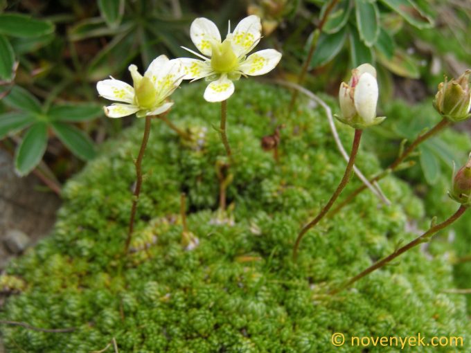 Image of plant Saxifraga bryoides