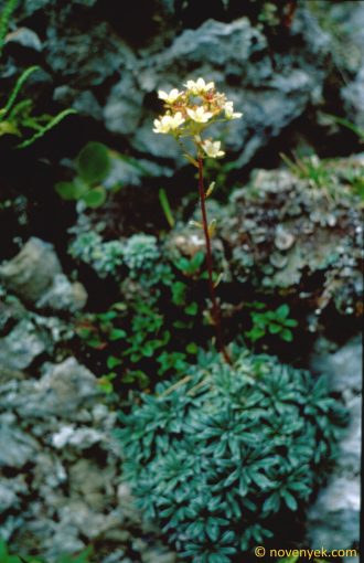 Image of plant Saxifraga crustata