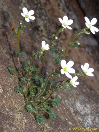 Image of plant Saxifraga dichotoma