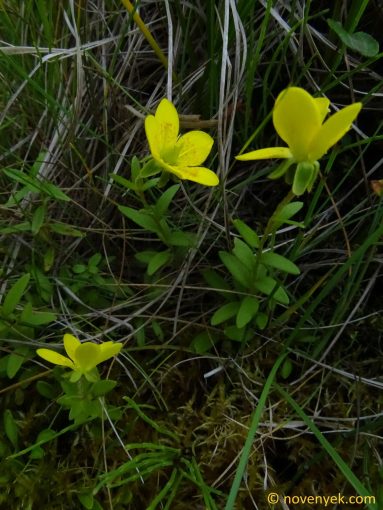 Image of plant Saxifraga hirculus