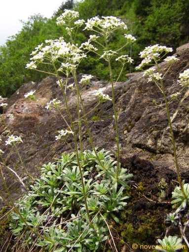 Image of plant Saxifraga hostii