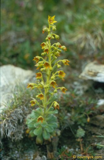Image of plant Saxifraga mutata