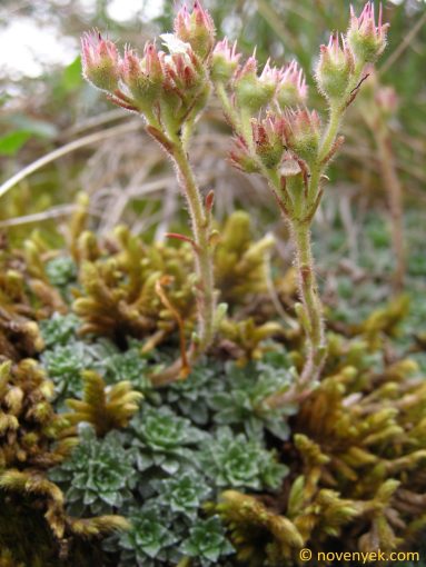 Image of plant Saxifraga rocheliana