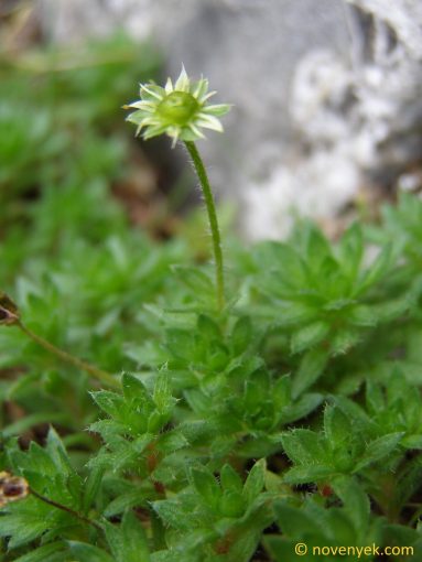 Image of plant Saxifraga sedoides