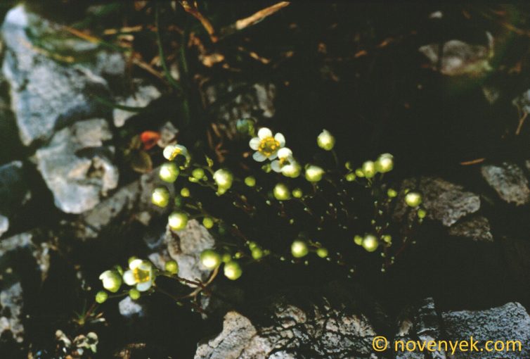 Image of plant Saxifraga squarrosa