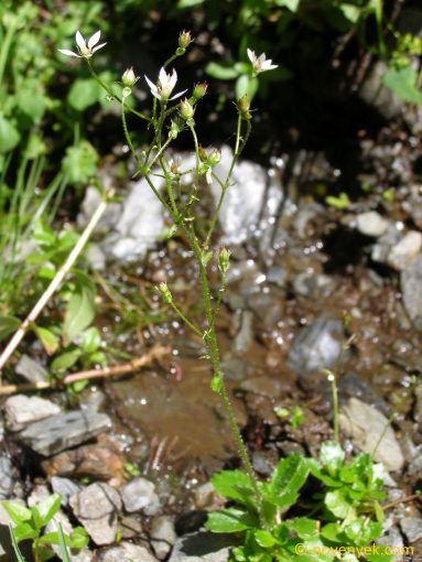 Image of plant Saxifraga stellaris