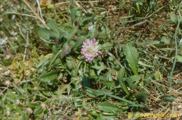 Image of plant Scabiosa stellata