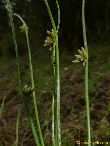 Image of plant Schoenoplectiella supina