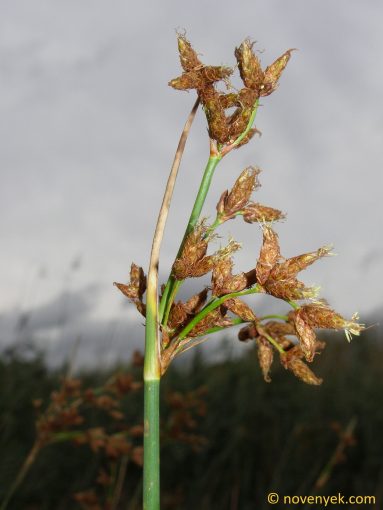 Image of plant Schoenoplectus tabernaemontani