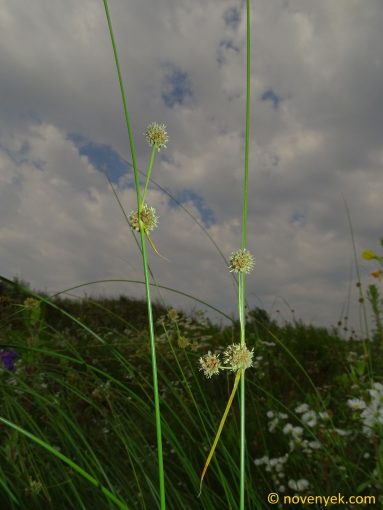 Image of plant Scirpoides holoschoenus