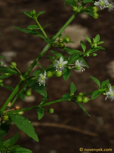 Image of plant Scoparia dulcis