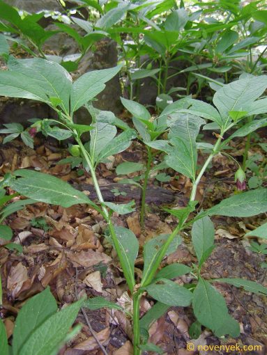 Image of plant Scopolia carniolica