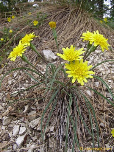 Image of plant Scorzonera austriaca