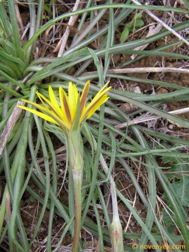 Image of plant Scorzonera baetica
