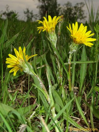 Image of plant Scorzonera humilis
