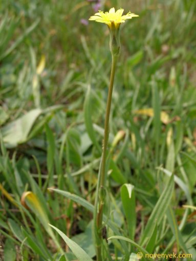 Image of plant Scorzonera parviflora