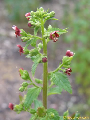 Image of plant Scrophularia arguta