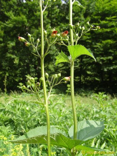 Image of plant Scrophularia nodosa