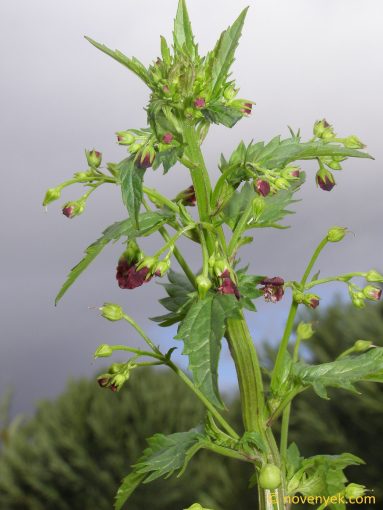 Image of plant Scrophularia peregrina