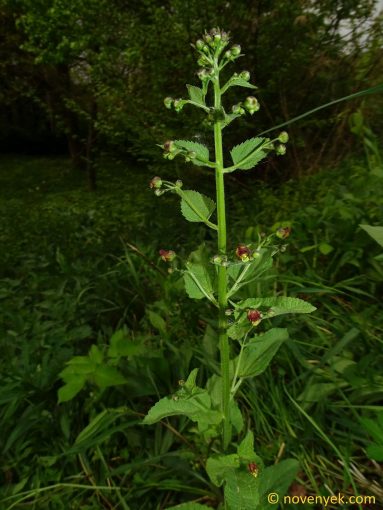 Image of plant Scrophularia scopolii