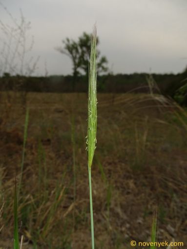 Image of plant Secale sylvestre