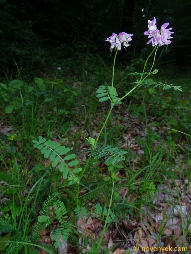 Image of plant Securigera varia