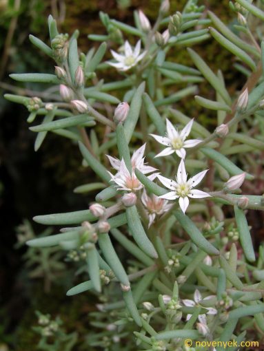 Image of plant Sedum hispanicum