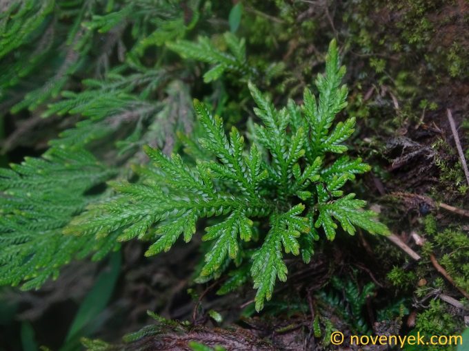 Image of plant Selaginella arthritica
