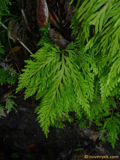 Image of plant Selaginella flabellata