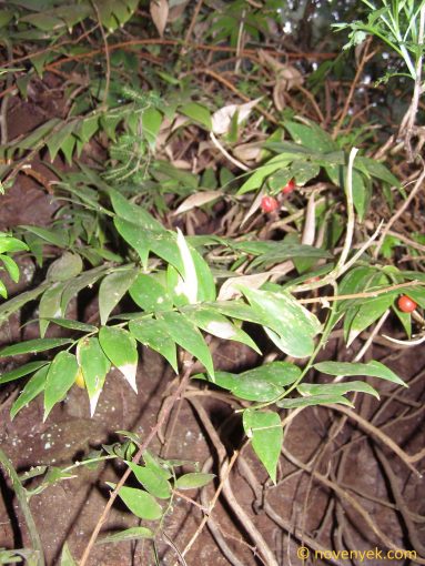 Image of plant Semele androgyna