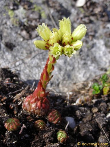 Image of plant Sempervivum globiferum