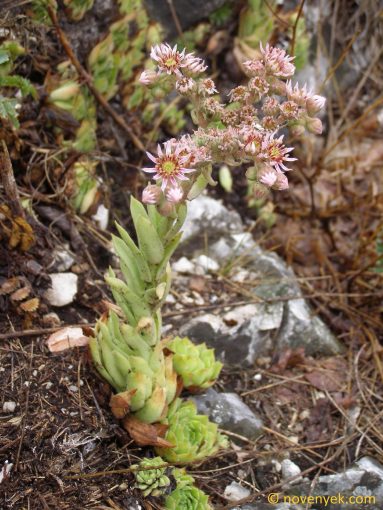 Image of plant Sempervivum marmoreum