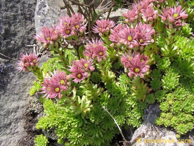 Image of plant Sempervivum montanum