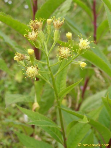 Image of plant Senecio cacaliaster
