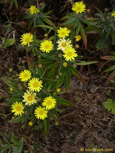 Image of plant Senecio craibinnus