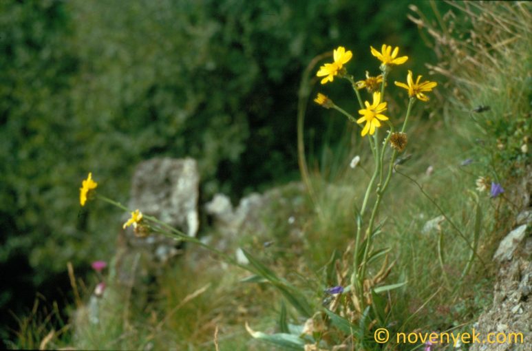 Image of plant Senecio doronicum