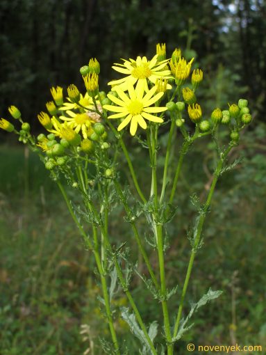 Image of plant Senecio jacobaea