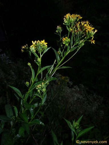Image of plant Senecio nemorensis