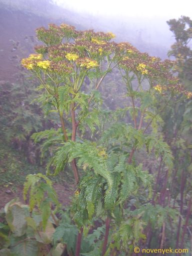 Image of plant Senecio othannae