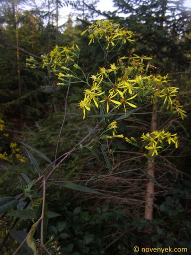 Image of plant Senecio ovatus